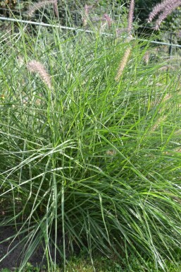 Lampenpoetsersgras Pennisetum orientale 5-10 Pot P9 Pennisetum orientale