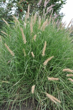 Lampenpoetsersgras Pennisetum orientale 5-10 Pot P9 Pennisetum orientale