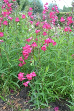 Schildpadbloem Penstemon 'Andenken an F. Hahn' 5-10 Pot P9 Penstemon 'Andenken an F. Hahn'