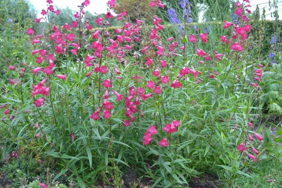Schildpadbloem Penstemon 'Andenken an F. Hahn' 5-10 Pot P9 Penstemon 'Andenken an F. Hahn'