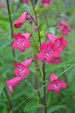 Schildpadbloem Penstemon 'Andenken an F. Hahn' 5-10 Pot P9 Penstemon 'Andenken an F. Hahn'
