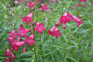 Schildpadbloem Penstemon 'Andenken an F. Hahn' 5-10 Pot P9 Penstemon 'Andenken an F. Hahn'