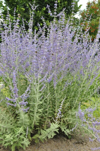 Reuzenlavendel Perovskia atriplicifolia 'Blue Spire' 15-20 Pot C2 Perovskia atriplicifolia 'Blue Spire'