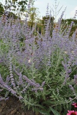 Reuzenlavendel Perovskia atriplicifolia 'Blue Spire' 15-20 Pot C2 Perovskia atriplicifolia 'Blue Spire'