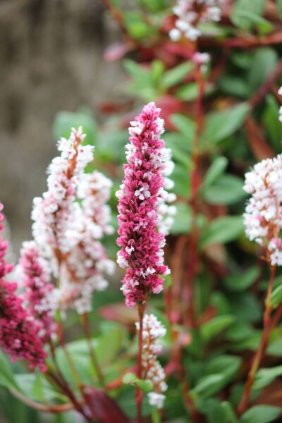 Duizendknoop Persicaria affinis 'Darjeeling Red' 5-10 Pot P9 Persicaria affinis 'Darjeeling Red'