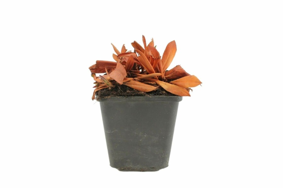 Duizendknoop Persicaria affinis 'Darjeeling Red' 5-10 Pot P9 Persicaria affinis 'Darjeeling Red'