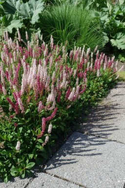 Duizendknoop Persicaria affinis 'Superba' 5-10 Pot P9 Persicaria affinis 'Superba'