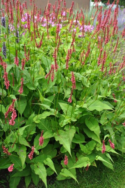 Duizendknoop Persicaria amplexicaulis 'Speciosa' 5-10 Pot P9 Persicaria amplexicaulis 'Speciosa'