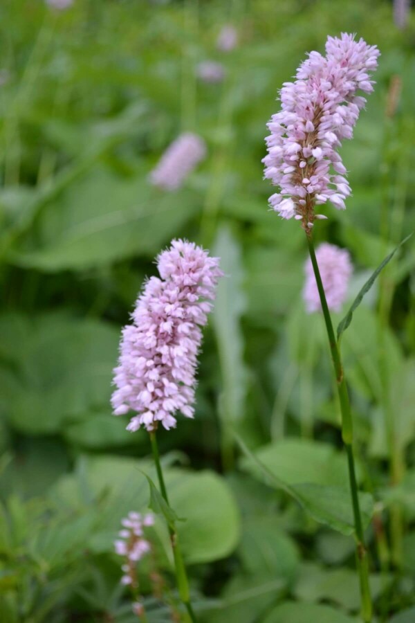 Adderwortel Persicaria bistorta 'Superba' 5-10 Pot P9 Persicaria bistorta 'Superba'