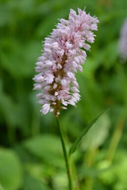 Adderwortel Persicaria bistorta 'Superba' 5-10 Pot P9