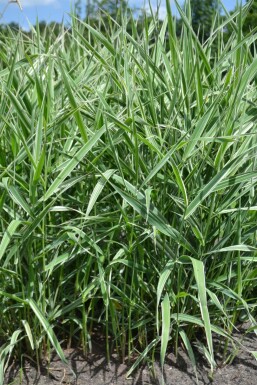 Rietgras Phalaris arundinacea 'Picta' 5-10 Pot P9 Phalaris arundinacea 'Picta'