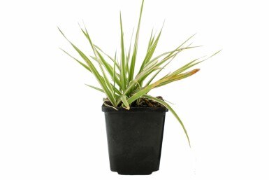 Rietgras Phalaris arundinacea 'Picta' 5-10 Pot P9 Phalaris arundinacea 'Picta'