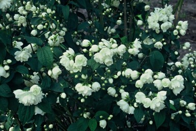 Philadelphus 'Virginal' C3 30-40
