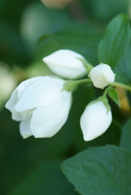 Boerenjasmijn Philadelphus 'Virginal' Struik 30-40 Pot C3