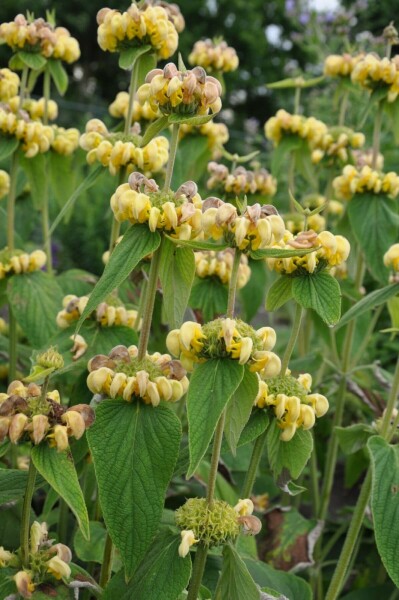 Brandkruid Phlomis russeliana 10-15 Pot C2 Phlomis russeliana