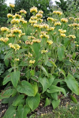 Brandkruid Phlomis russeliana 10-15 Pot C2 Phlomis russeliana