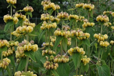 Brandkruid Phlomis russeliana 10-15 Pot C2 Phlomis russeliana