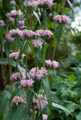 Brandkruid Phlomis tuberosa 5-10 Pot P9 Phlomis tuberosa