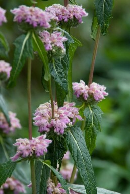 Brandkruid Phlomis tuberosa 5-10 Pot P9 Phlomis tuberosa