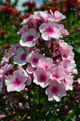 Vlambloem Phlox paniculata 'Bright Eyes' 5-10 Pot P9 Phlox paniculata 'Bright Eyes'