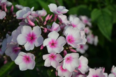 Vlambloem Phlox paniculata 'Bright Eyes' 5-10 Pot P9 Phlox paniculata 'Bright Eyes'