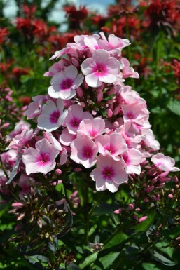 Vlambloem Phlox paniculata 'Bright Eyes' 5-10 Pot P9 Phlox paniculata 'Bright Eyes'