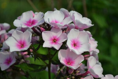 Vlambloem Phlox paniculata 'Bright Eyes' 5-10 Pot P9 Phlox paniculata 'Bright Eyes'