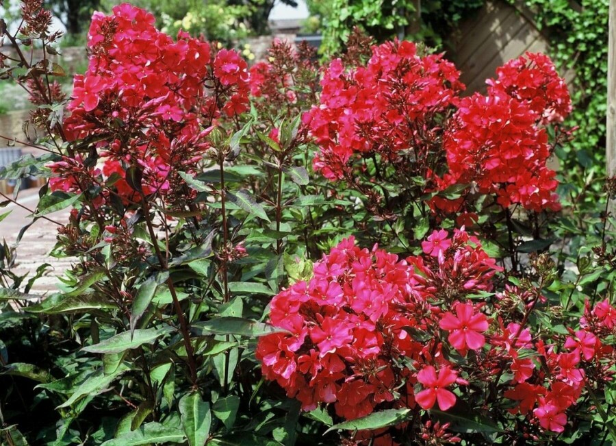 Vlambloem Phlox paniculata 'Starfire' 5-10 Pot P9 Phlox paniculata 'Starfire'