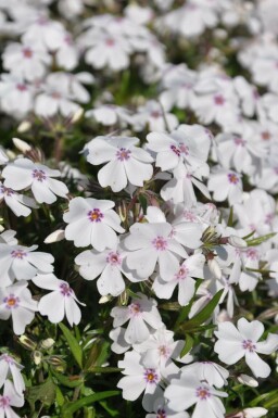 Kruipvlambloem Phlox subulata 'Amazing Grace' 5-10 Pot P9