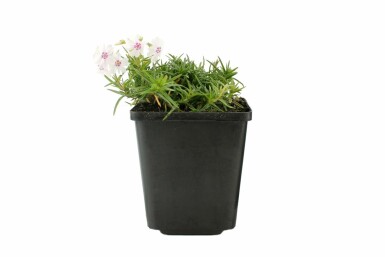 Kruipvlambloem Phlox subulata 'Amazing Grace' 5-10 Pot P9 Phlox subulata 'Amazing Grace'