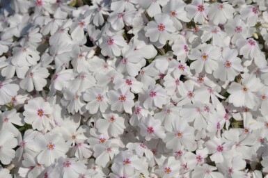 Phlox subulata 'Amazing Grace'