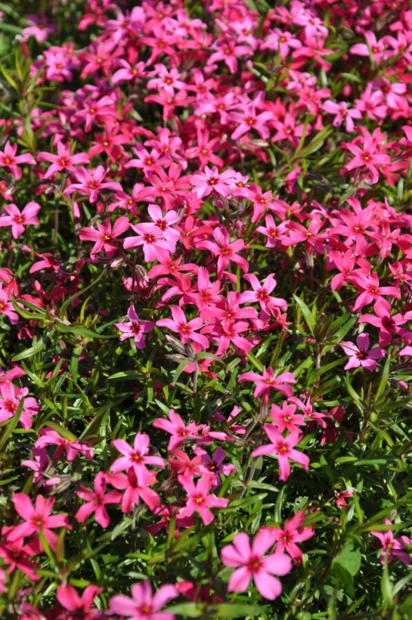 Kruipvlambloem Phlox subulata 'Atropurpurea' 10-15 Pot C2 Phlox subulata 'Atropurpurea'