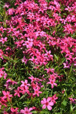 Kruipvlambloem Phlox subulata 'Atropurpurea' 10-15 Pot C2 Phlox subulata 'Atropurpurea'