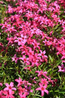 Kruipvlambloem Phlox subulata 'Atropurpurea' 5-10 Pot P9 Phlox subulata 'Atropurpurea'