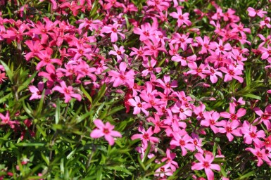 Kruipvlambloem Phlox subulata 'Atropurpurea' 5-10 Pot P9 Phlox subulata 'Atropurpurea'