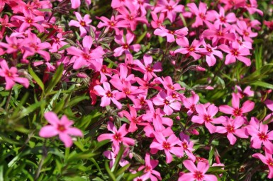 Kruipvlambloem Phlox subulata 'Atropurpurea' 5-10 Pot P9 Phlox subulata 'Atropurpurea'