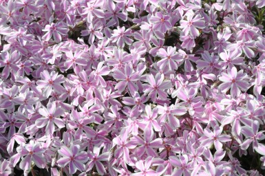 Kruipvlambloem Phlox subulata 'Candy Stripes' 10-15 Pot C2 Phlox subulata 'Candy Stripes'