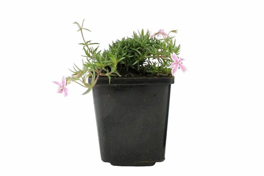 Kruipvlambloem Phlox subulata 'Candy Stripes' 5-10 Pot P9 Phlox subulata 'Candy Stripes'