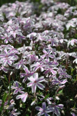 Kruipvlambloem Phlox subulata 'Candy Stripes' 5-10 Pot P9 Phlox subulata 'Candy Stripes'