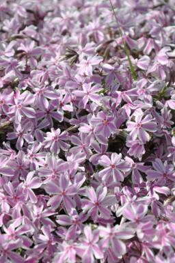 Kruipvlambloem Phlox subulata 'Candy Stripes' 5-10 Pot P9 Phlox subulata 'Candy Stripes'