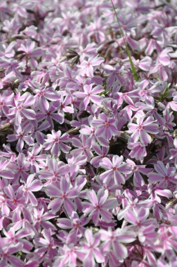 Kruipvlambloem Phlox subulata 'Candy Stripes' 5-10 Pot P9