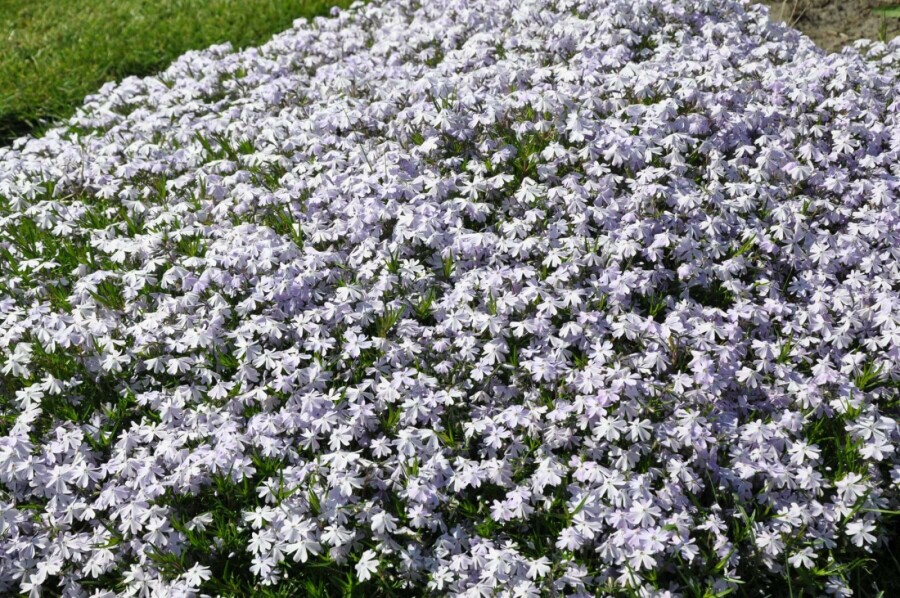 Vlambloem Phlox subulata 'Emerald Cushion Blue' 15-20 Pot C2 Phlox subulata 'Emerald Cushion Blue'
