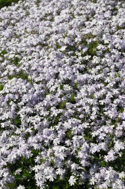 Vlambloem Phlox subulata 'Emerald Cushion Blue' 15-20 Pot C2 Phlox subulata 'Emerald Cushion Blue'