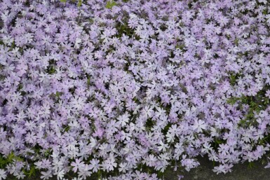 Vlambloem Phlox subulata 'Emerald Cushion Blue' 15-20 Pot C2 Phlox subulata 'Emerald Cushion Blue'