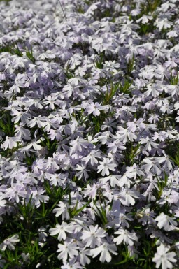 Vlambloem Phlox subulata 'Emerald Cushion Blue' 15-20 Pot C2 Phlox subulata 'Emerald Cushion Blue'