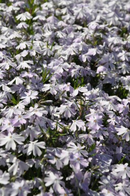 Vlambloem Phlox subulata 'Emerald Cushion Blue' 15-20 Pot C2 Phlox subulata 'Emerald Cushion Blue'