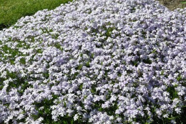 Vlambloem Phlox subulata 'Emerald Cushion Blue' 5-10 Pot P9