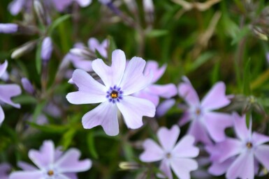 Vlambloem Phlox subulata 'Emerald Cushion Blue' 5-10 Pot P9