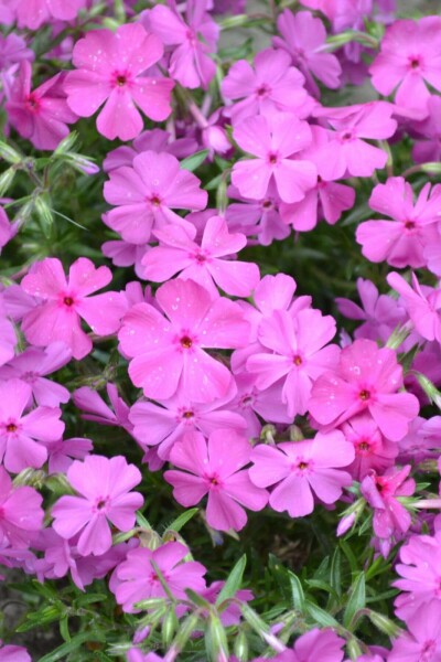 Kruipvlambloem Phlox subulata 'Mac Daniel's Cushion' 5-10 Pot P9 Phlox subulata 'Mac Daniel's Cushion'