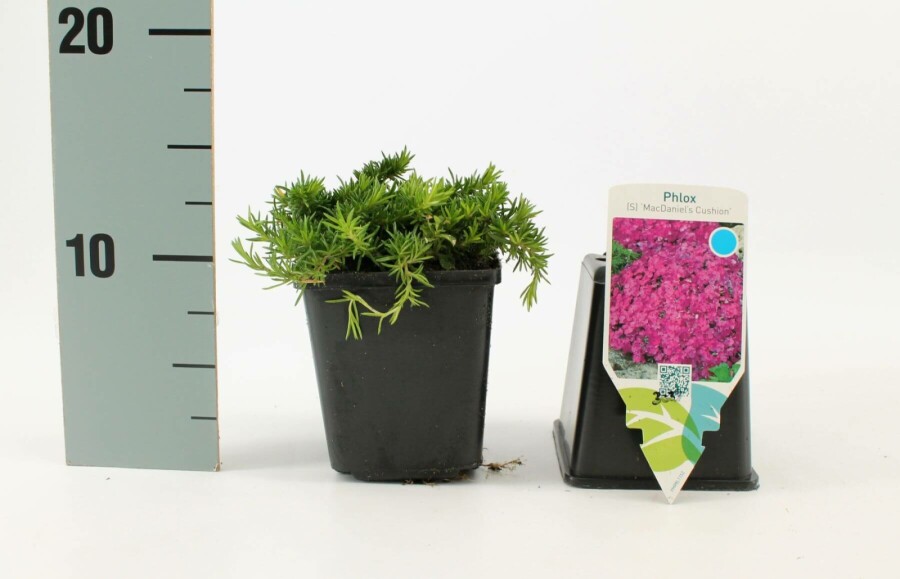 Kruipvlambloem Phlox subulata 'Mac Daniel's Cushion' 5-10 Pot P9 Phlox subulata 'Mac Daniel's Cushion'